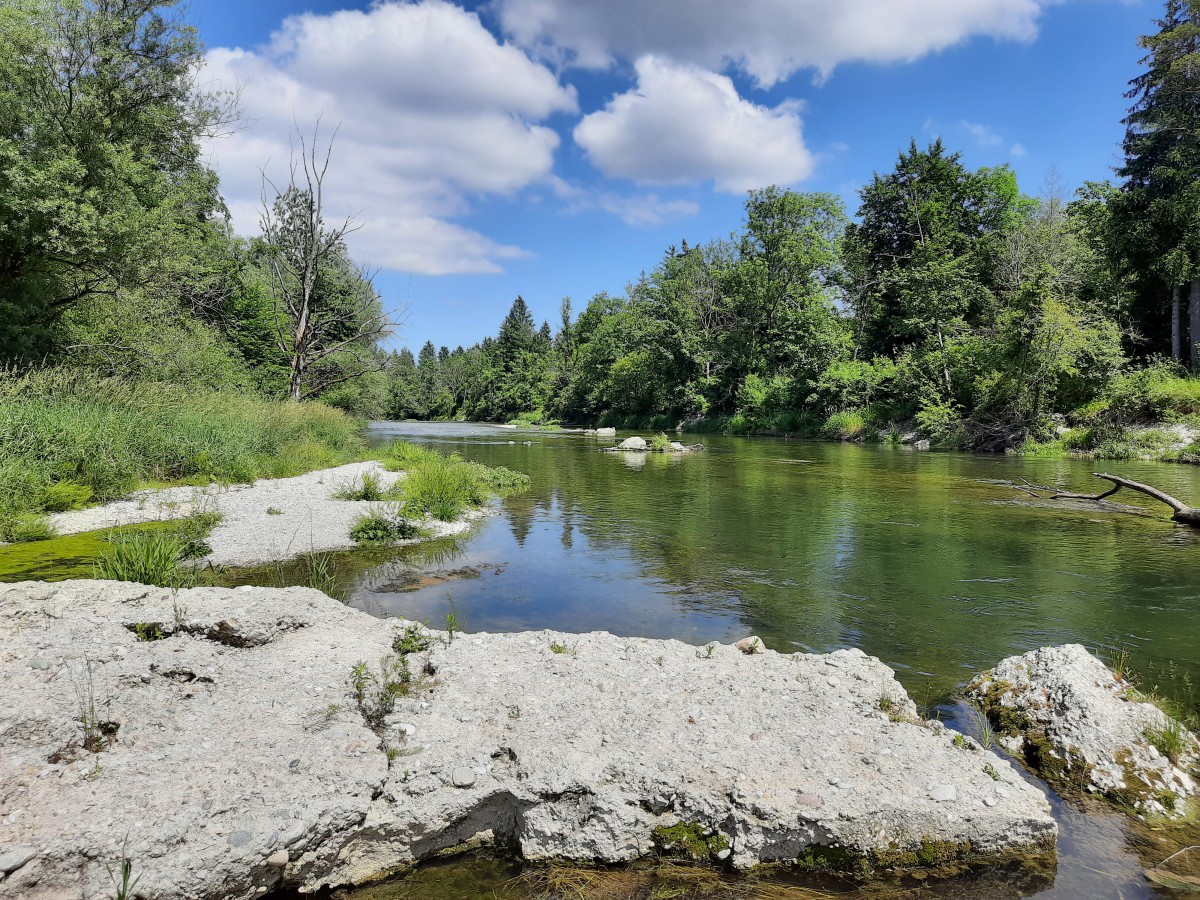 Der Fluss Alz mit Kiesbänken im Naturschutzgebiet "Untere Alz".