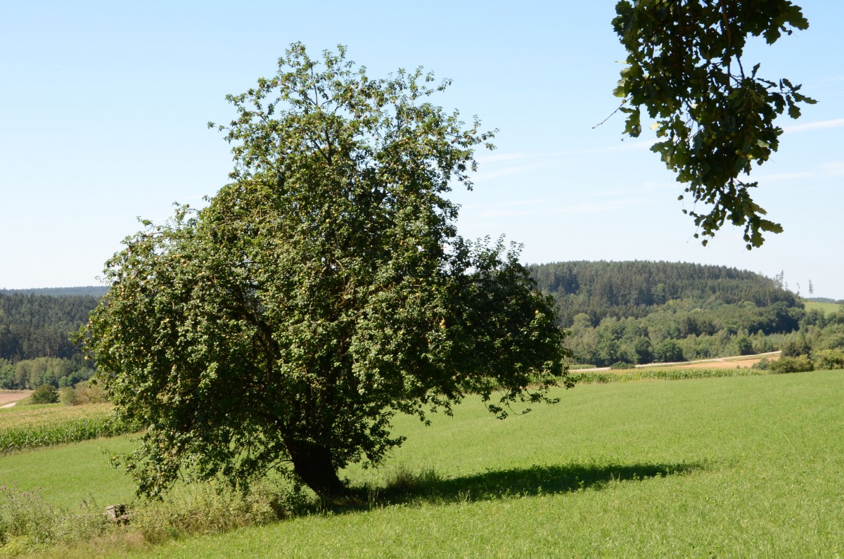 Ein Obstbaum in der Landschaft (Symbolbild)