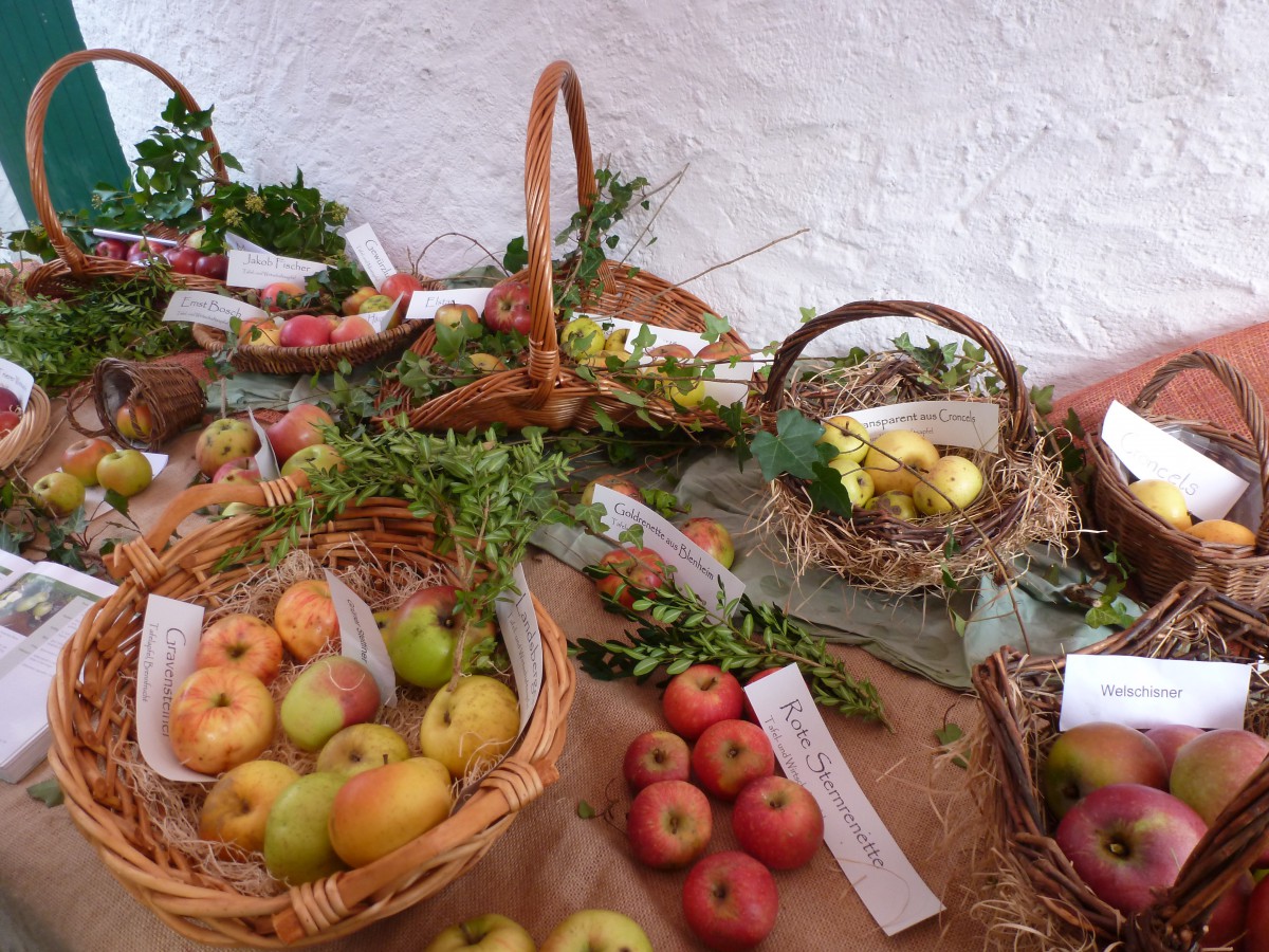Beim jährlichen Öpflfest im unterfränkischen Hausen sind 100 Apfelsorten ausgestellt. Foto: Beate Klüpfel